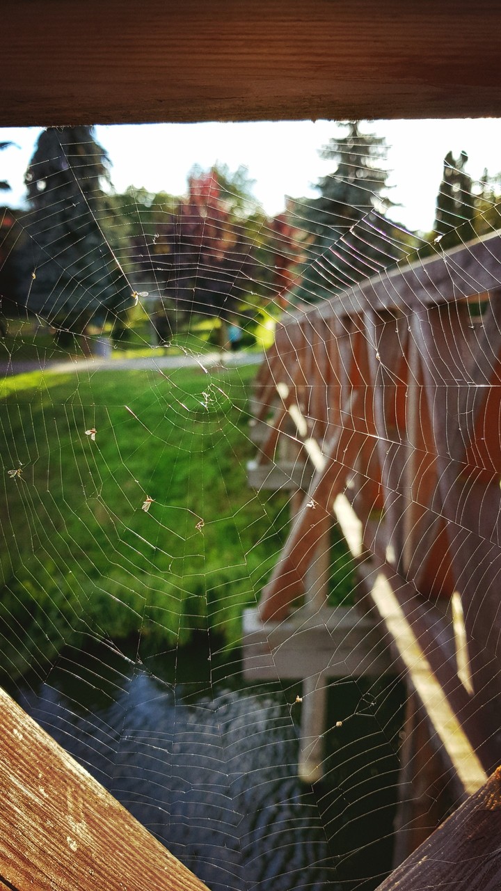 Spider web
