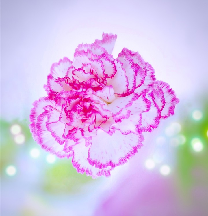 Carnation