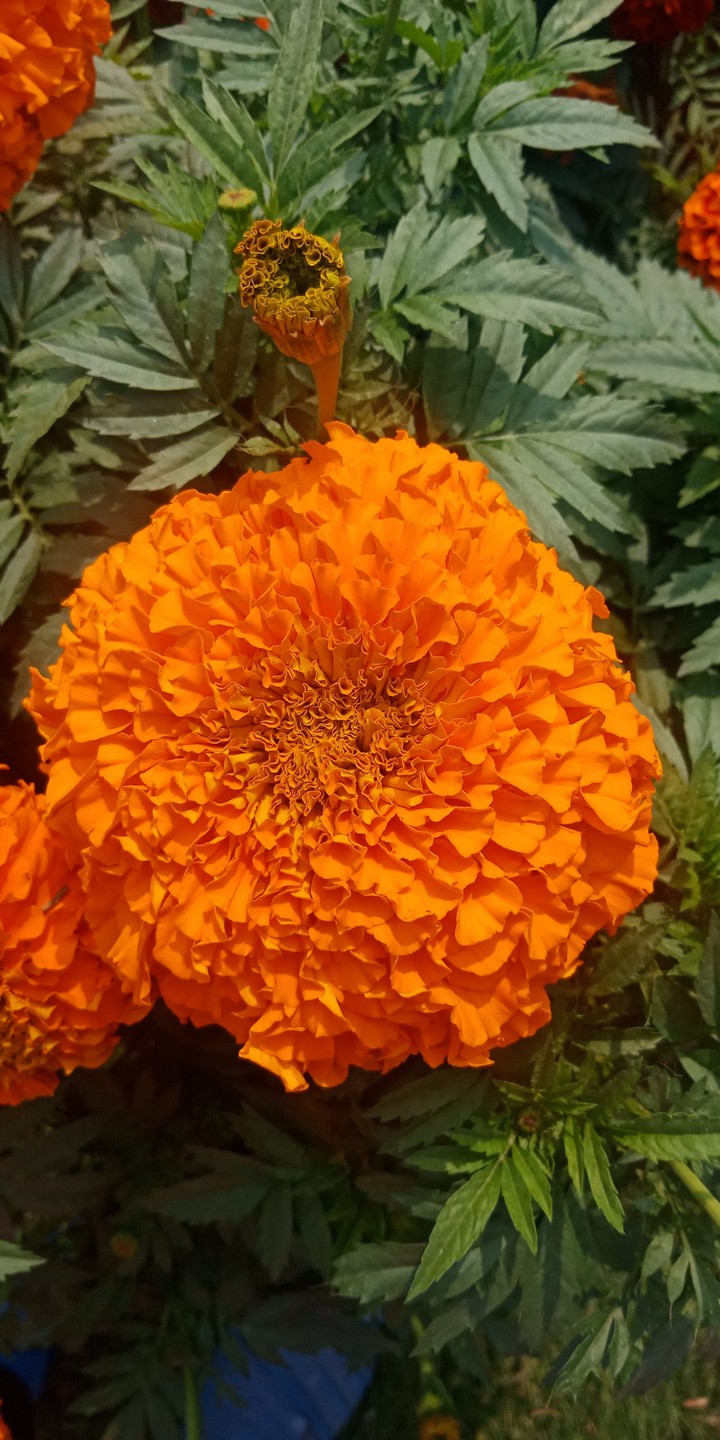 The Marigold flower