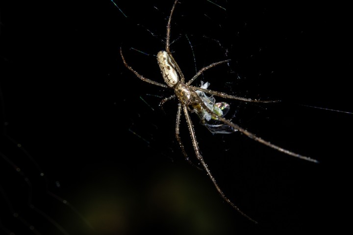 spiders