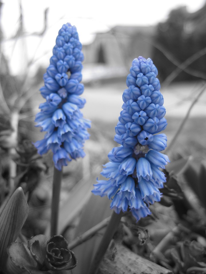 Just blue