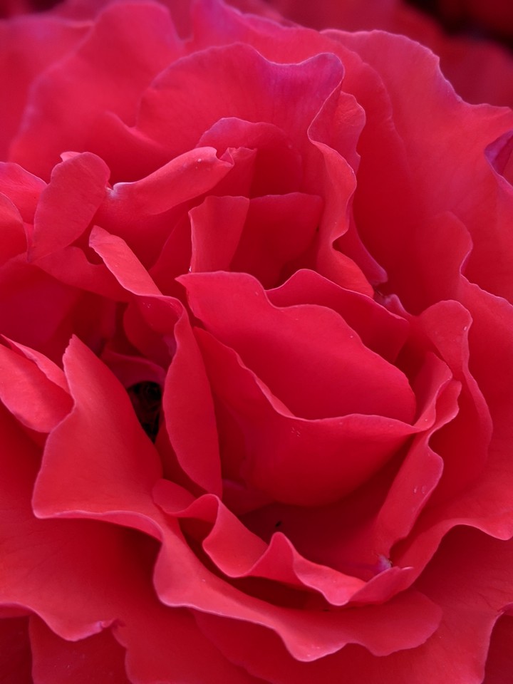 Wavy Rose