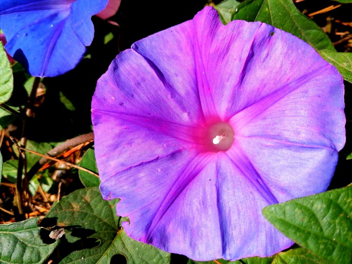 Flor de campanilla