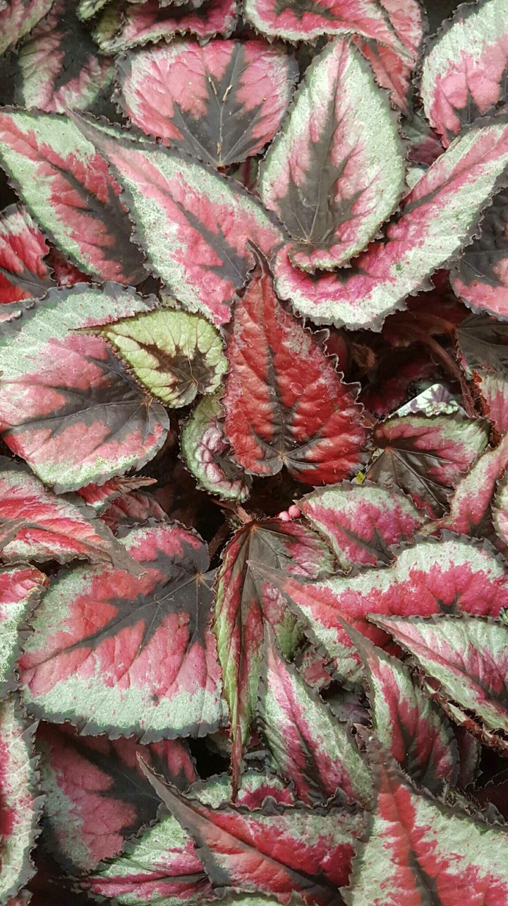 leafs