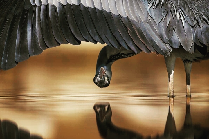 Nat geo