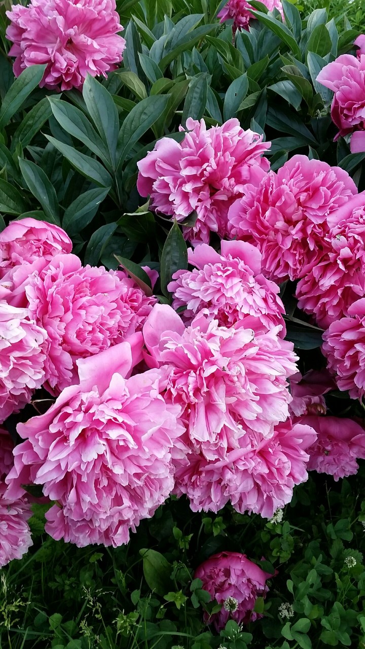 Peonies