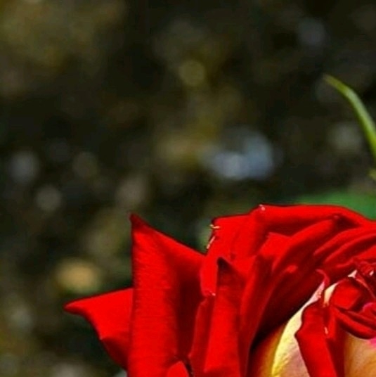 4x Rose