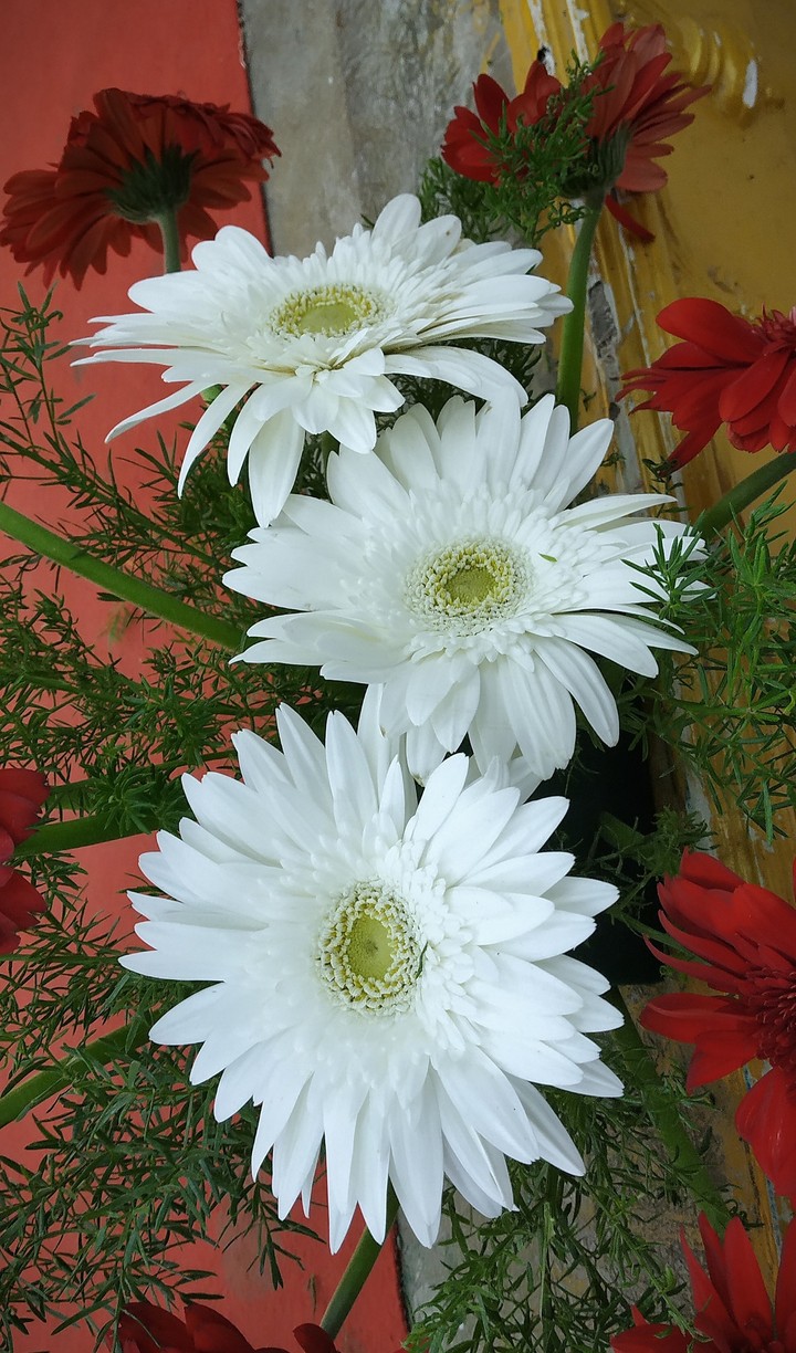Flowers  Morning? click ? Good-morning-friends??#akil