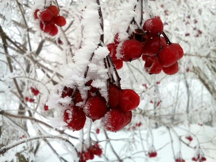 plants in snow