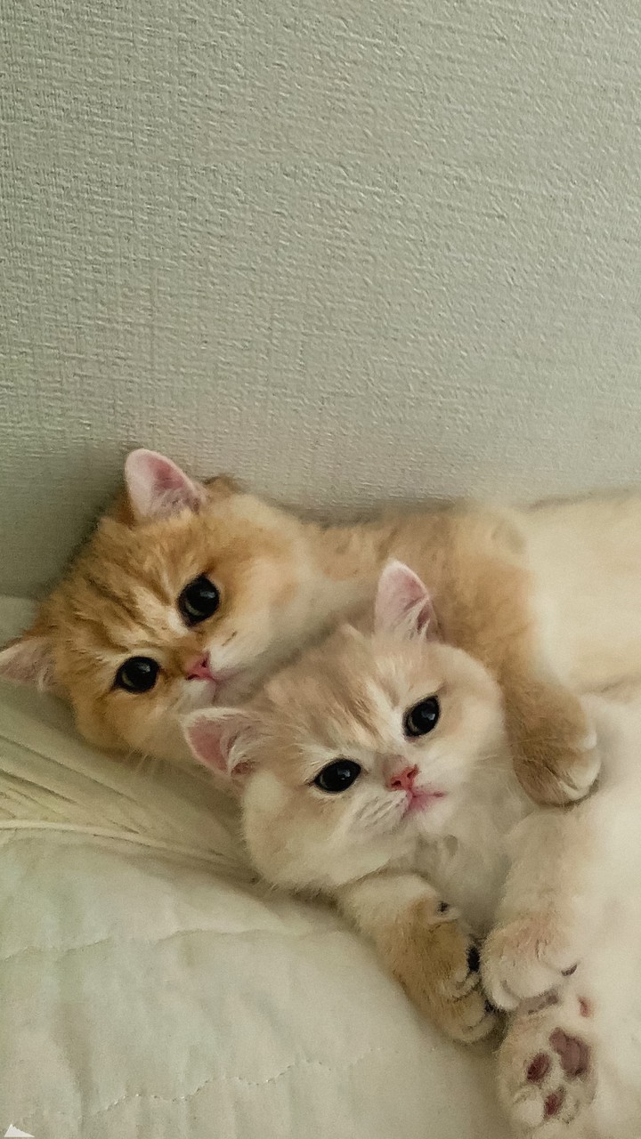 кошки