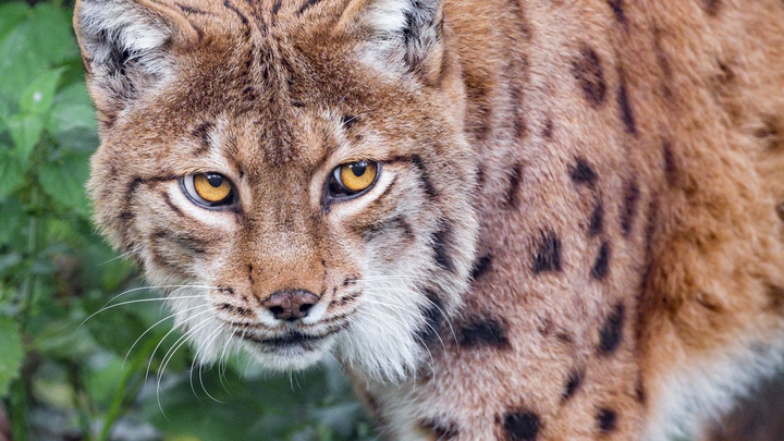 animal