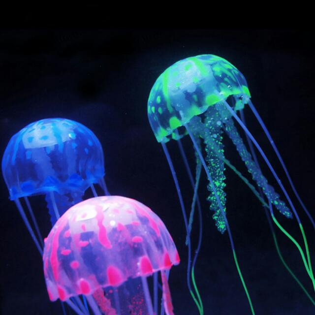 jellyfish