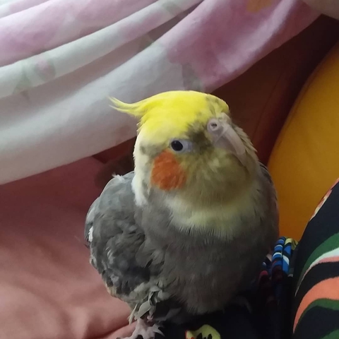 meu bebê