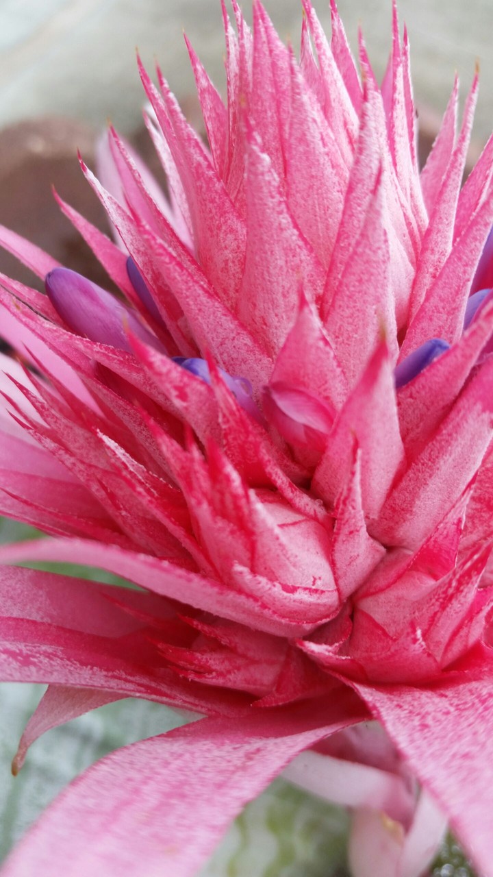 Red Flower