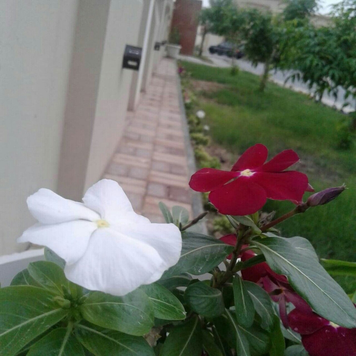 Flowers from my cam