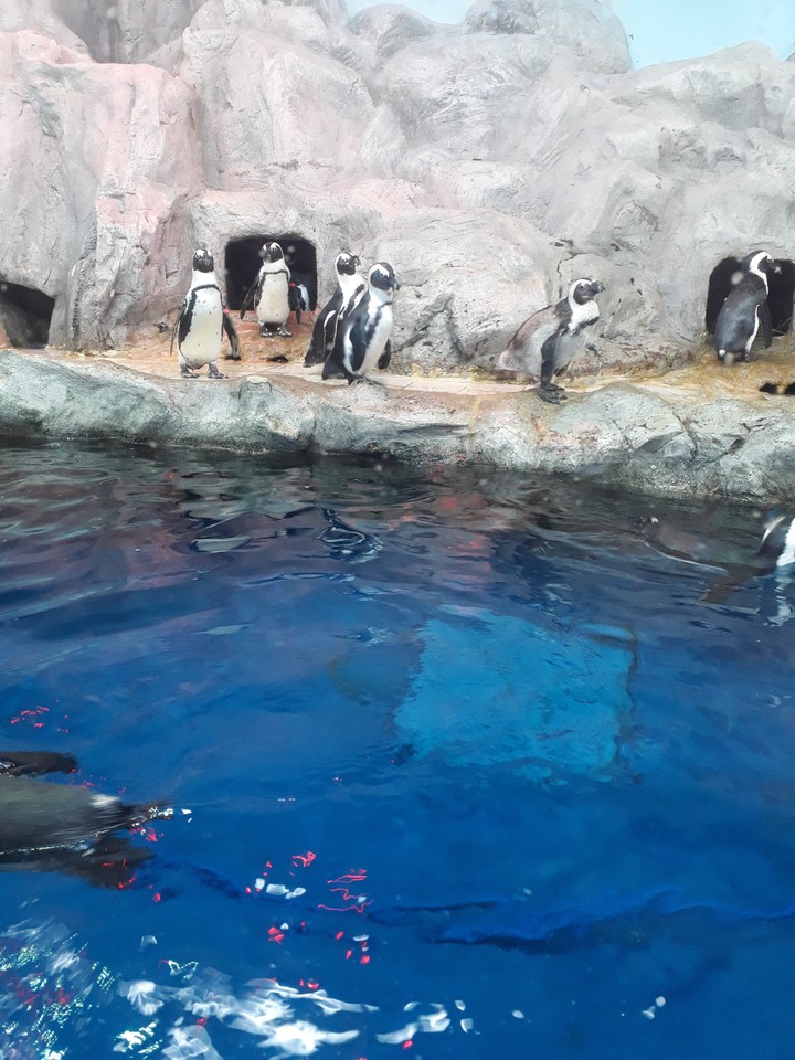 penguin