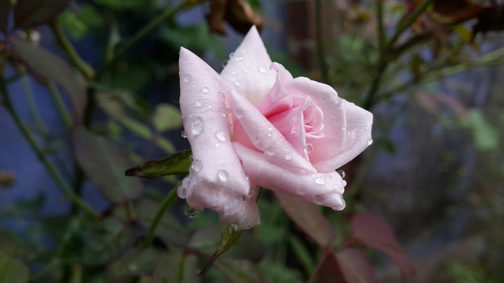 drops of love