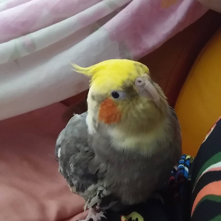 meu bebê