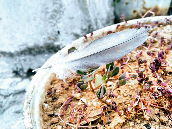 for birds