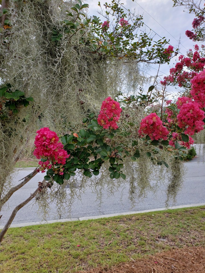 Spanish Moss on crape myrtle