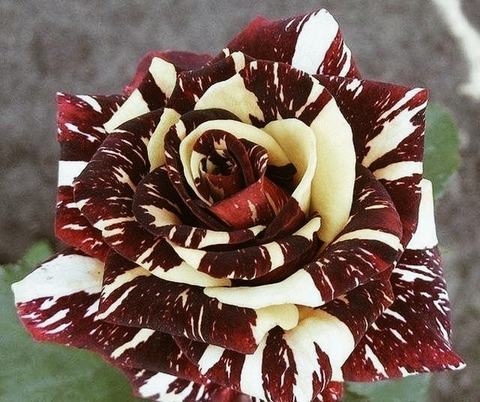 sfondi floristry, rose