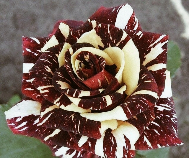 ☀⚘☘⚘☘⚘☘
