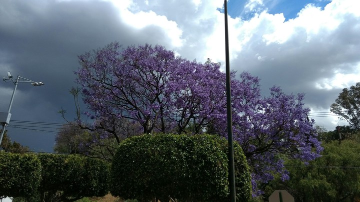 Jacaranda