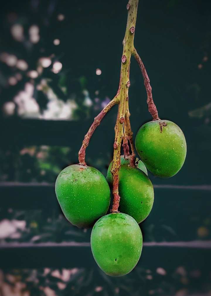 MANGOS