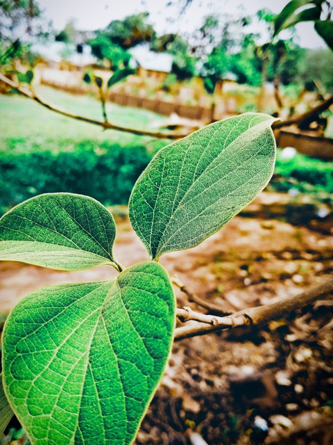 nature