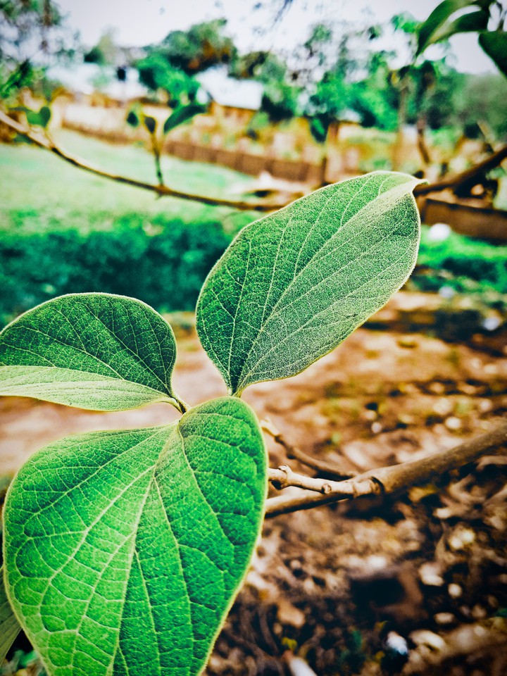 nature