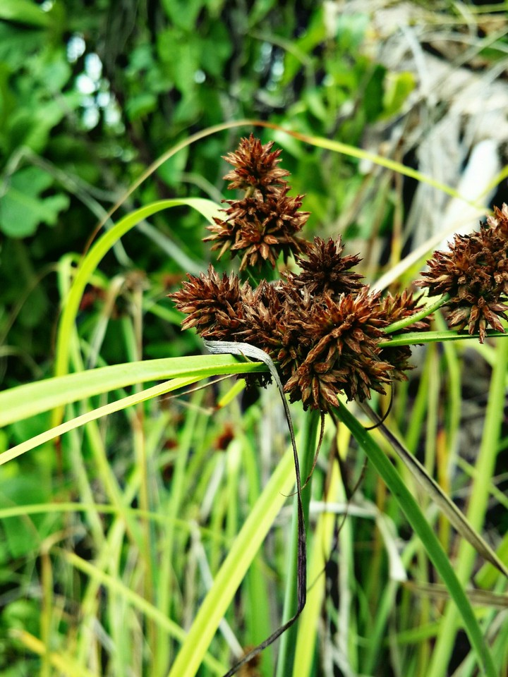 grass