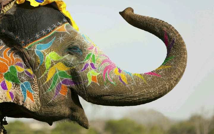 Elephant