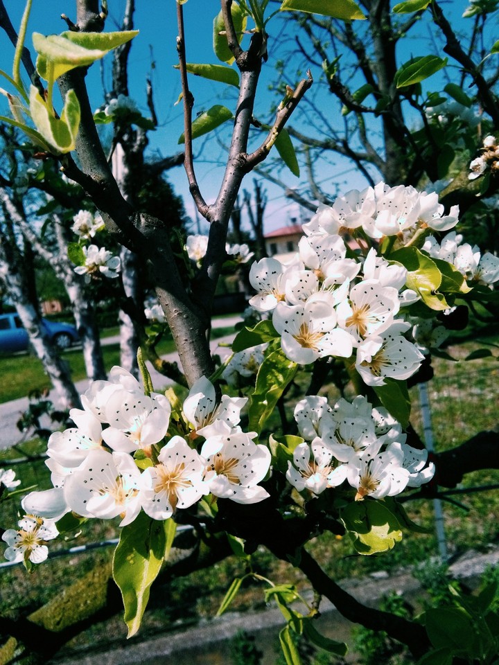 Primavera
