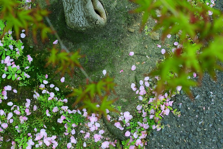 桜道
