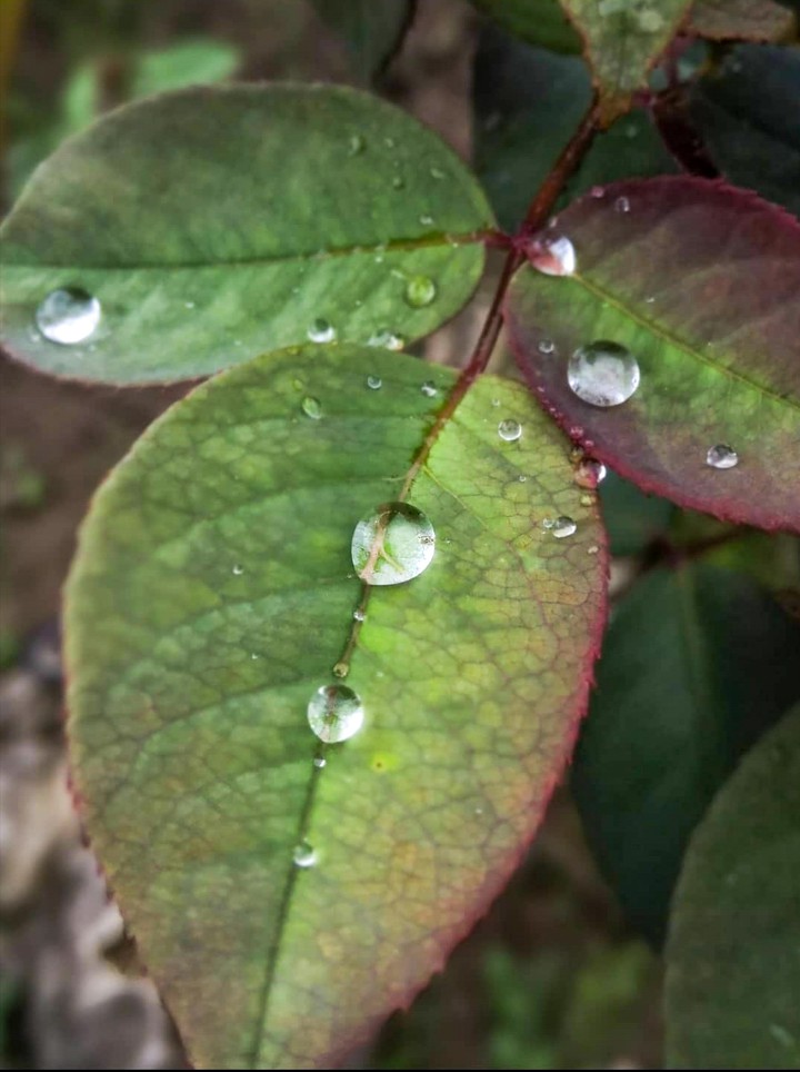 Rain on the leaf