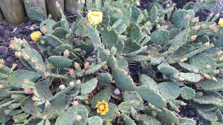 Cacti
