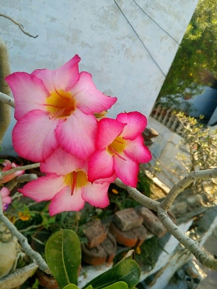pink
