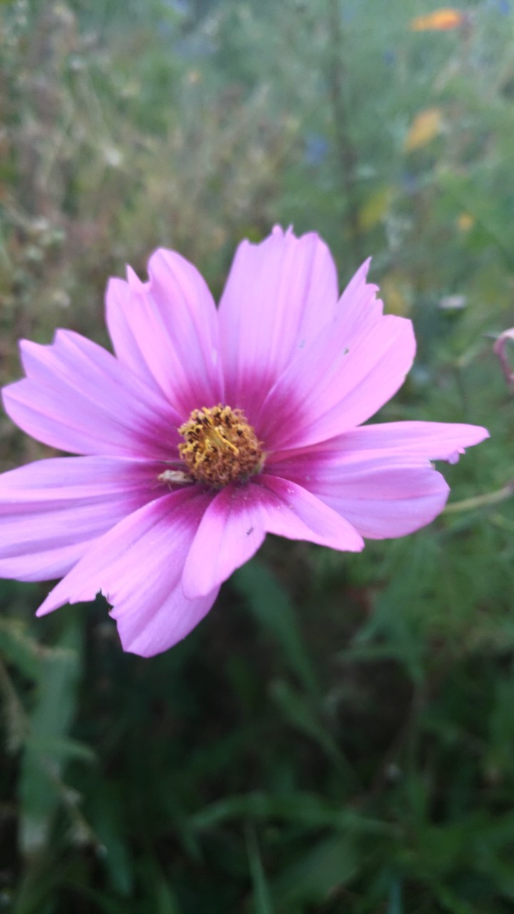 Summer flower