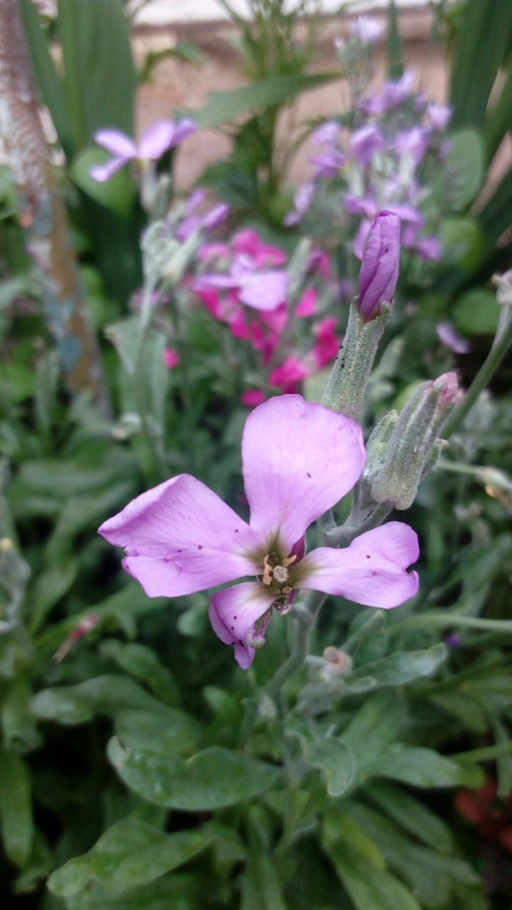 little flover