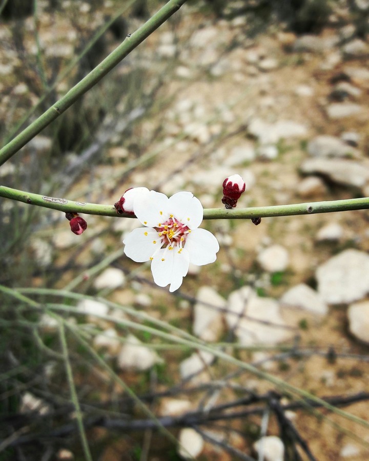 Wild almond blossom