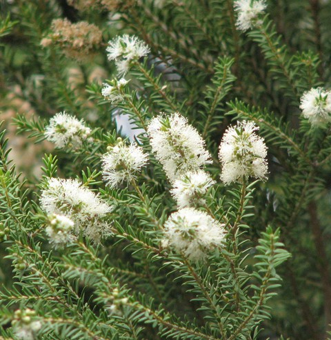 Melaleuca lanceolata (cultivated, labelled)