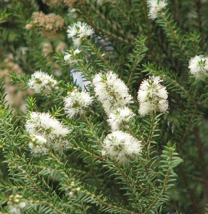Melaleuca lanceolata (cultivated, labelled)