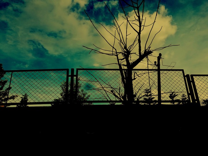 when clouds are the leaves