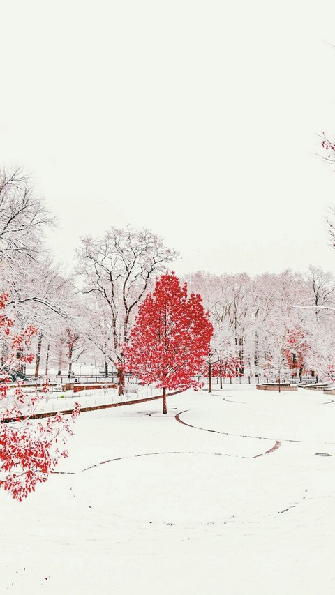 red tree