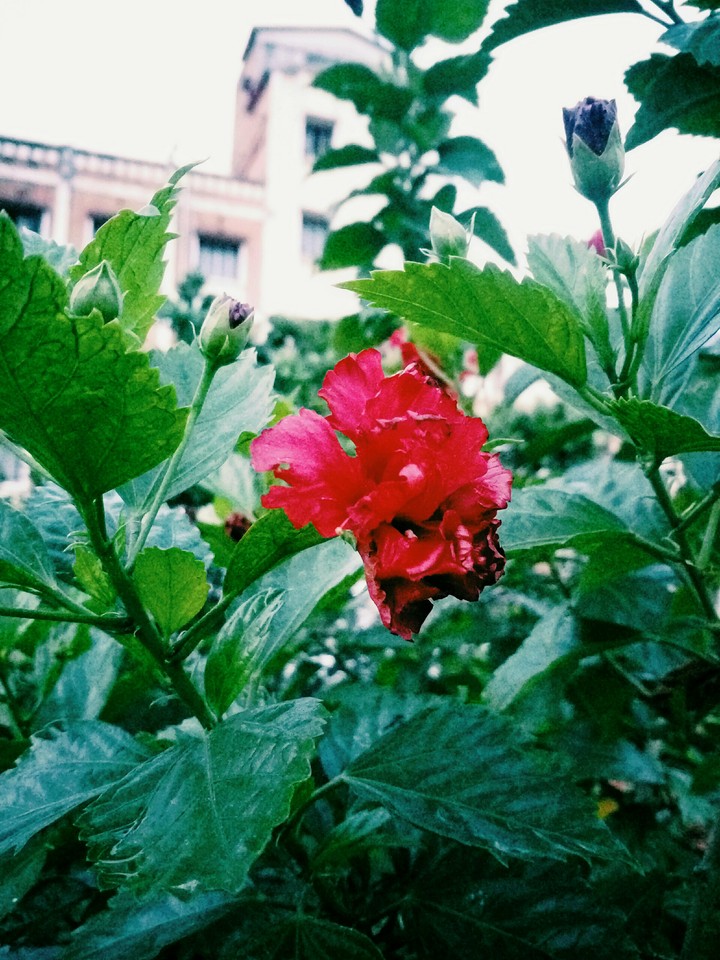 #ari_clicked