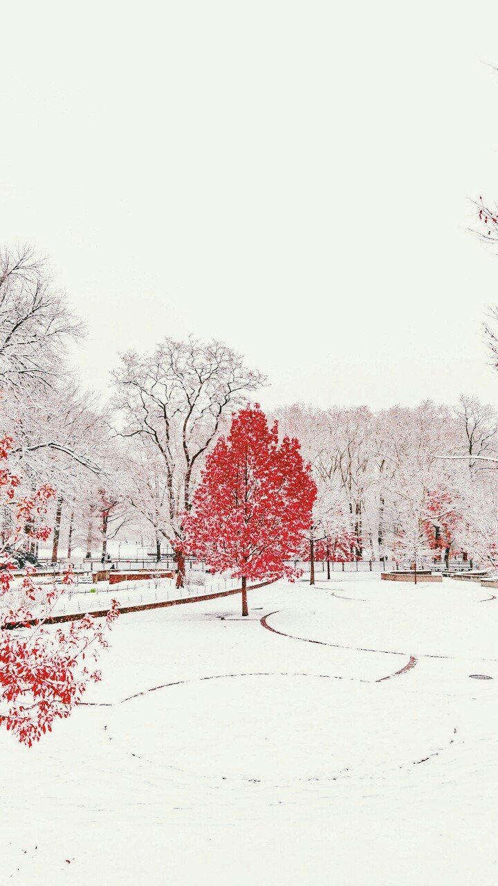 red tree