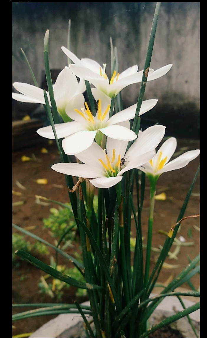white flowers