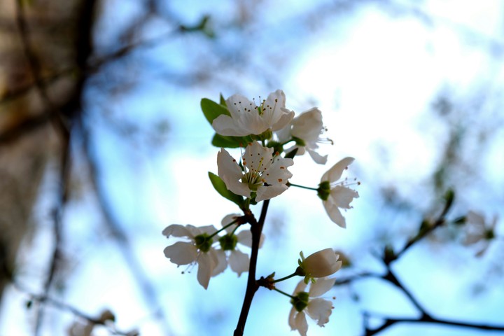 white dance