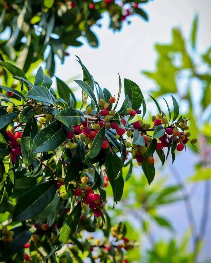i love this fruit