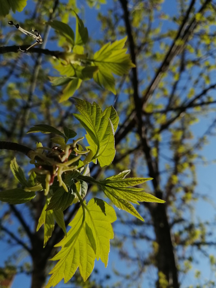 green leaves